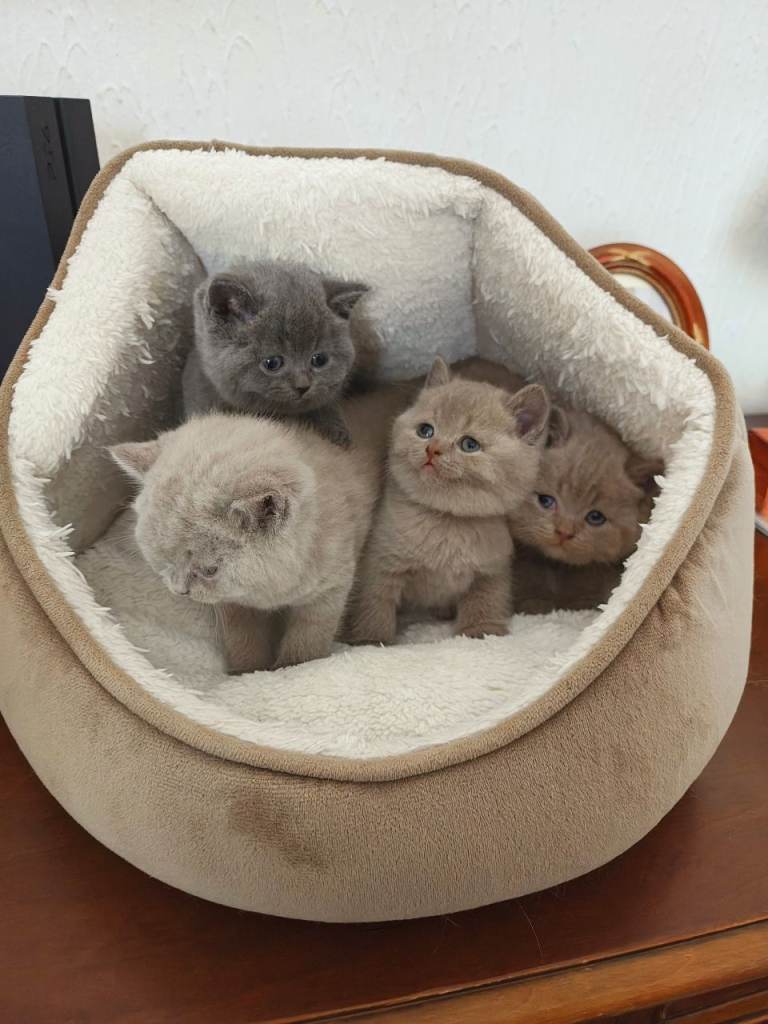  🐾🐾​🌟 British shorthair kittens - Gorgeous Lilac & Blue Kittens