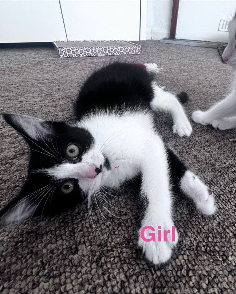 Only girl left adorable kittens for sale 