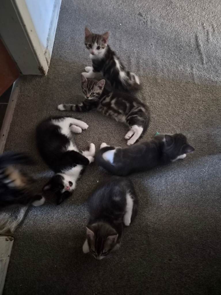Kittens for sale