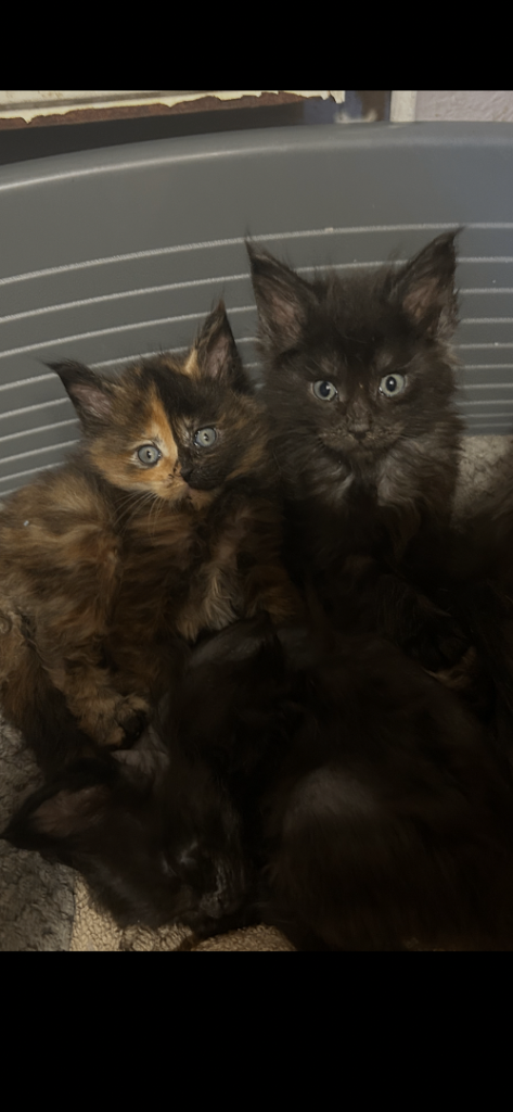 mainecoon kittens 