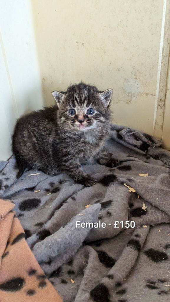 5 Adorable Kittens Looking for Their Forever Homes 🐾