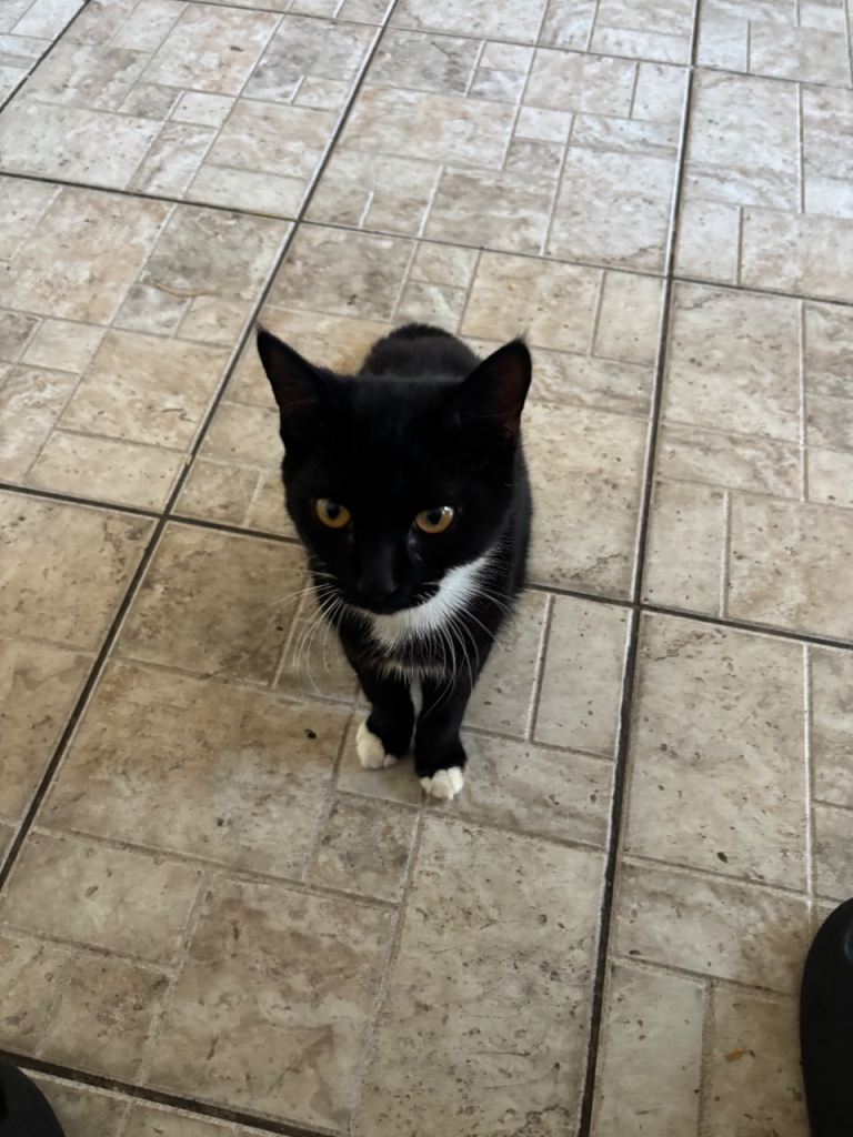 Playful Black & White Tuxedo Kitten - Loving Home Wanted