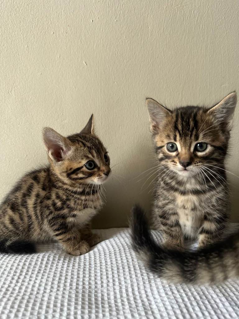 Beautiful Bengal Kittens 