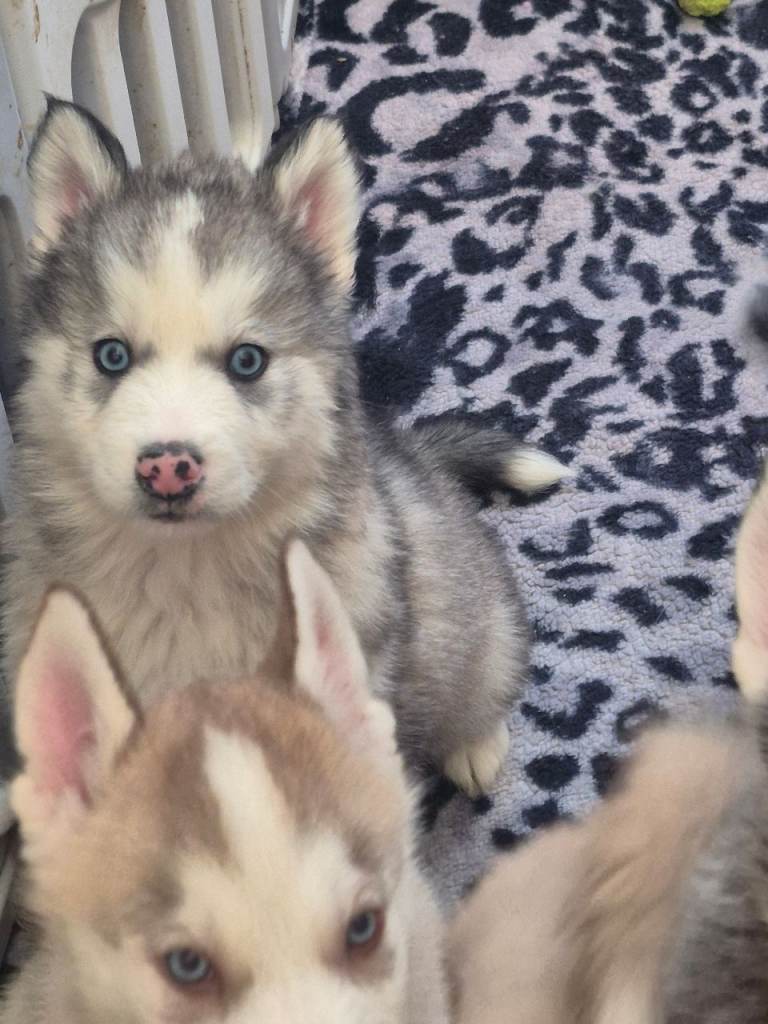 Beautiful huskymalmute puppies ready NOW ♥️