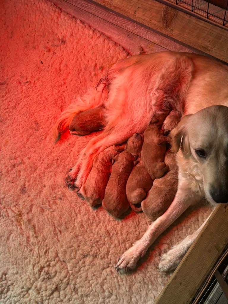 Golden doodle pups