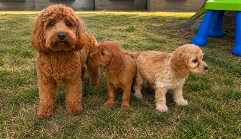 Cockapoo puppies 