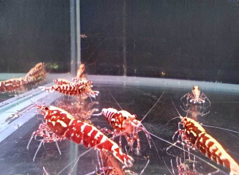 Caridina shrimp – Taiwan Galaxy Red