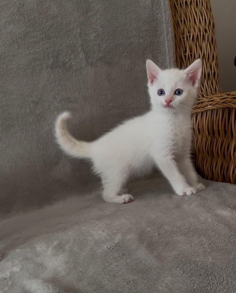 Kittens 