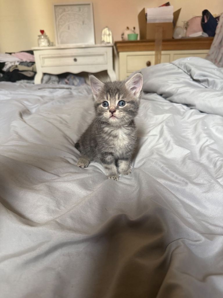1 beautiful kitten