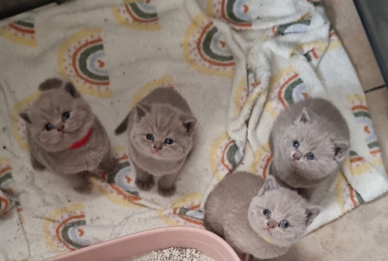 British shorthair Lilac kittens 