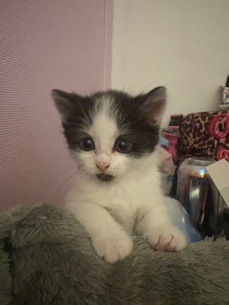 Kitten for sale 