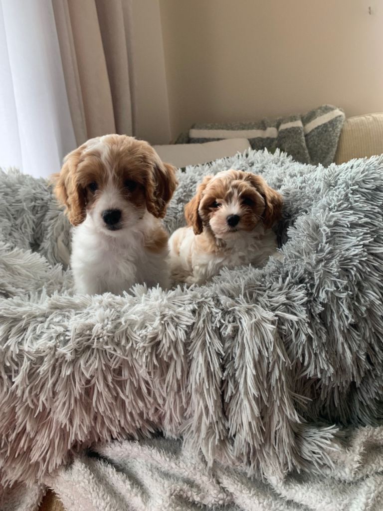 Cavapoo puppies