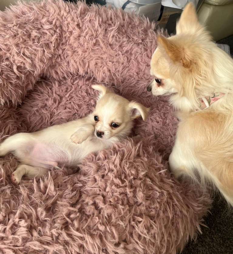 Beautiful long haired chihuahua puppies