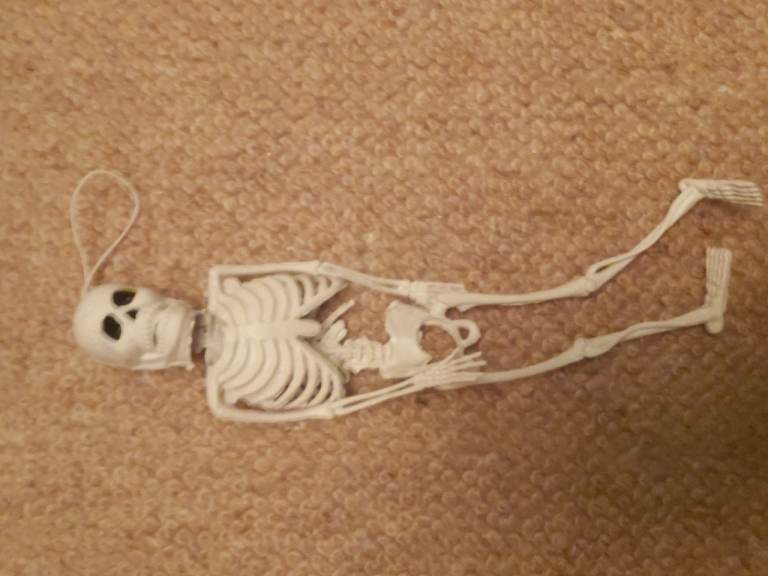 Halloween Skeleton Decoration – White, Good Condition