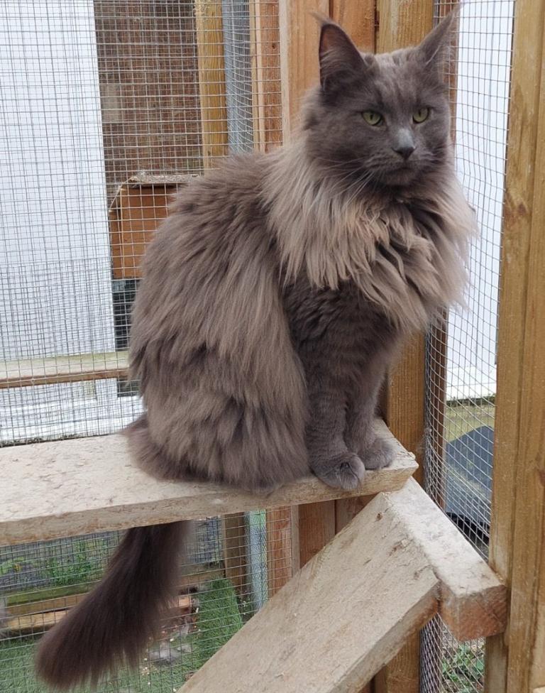 XXL Maine coon kittens 