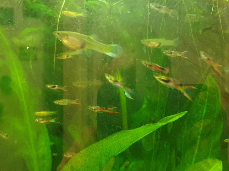 Endler Guppies for sale £1.