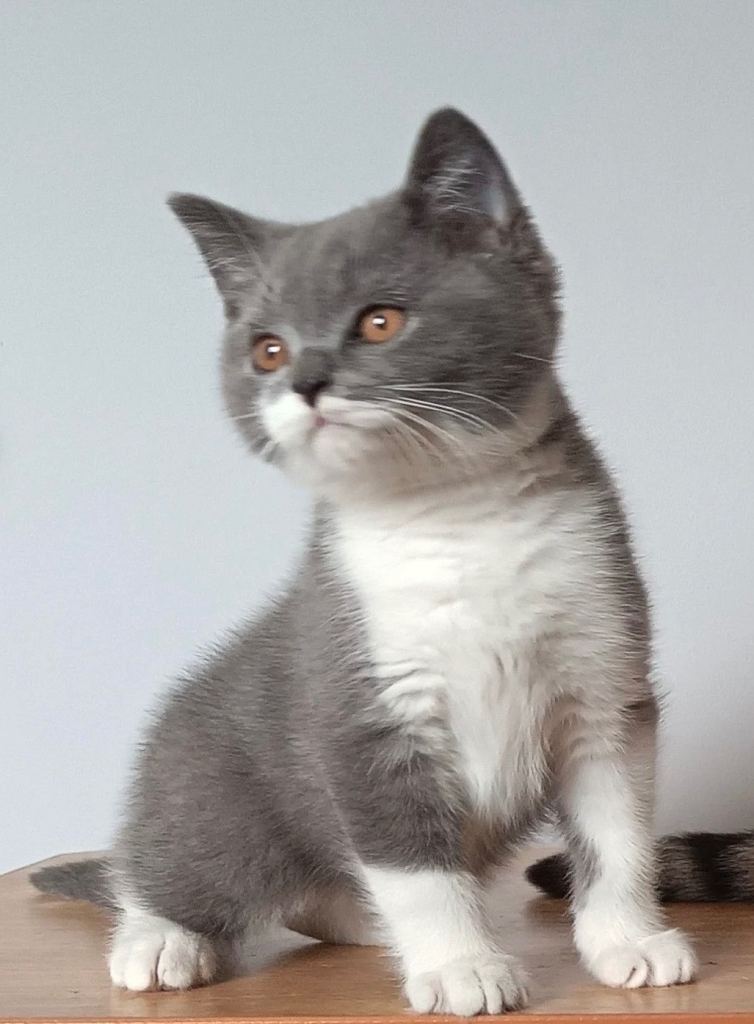 Beautiful Grey & White Male Scottish Straight Kitten Fully Vaccinated