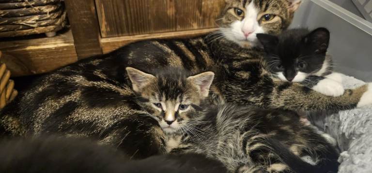 Kittens for sale in rg7