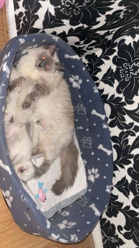 ragdoll kittens  ready to leave now ‼️