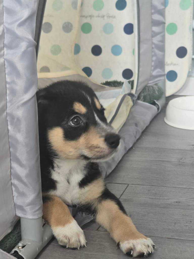 Gorgeous Staffie x Husky x Collie Puppies (4 Boys, 1 Girl) – Looking for Loving Homes