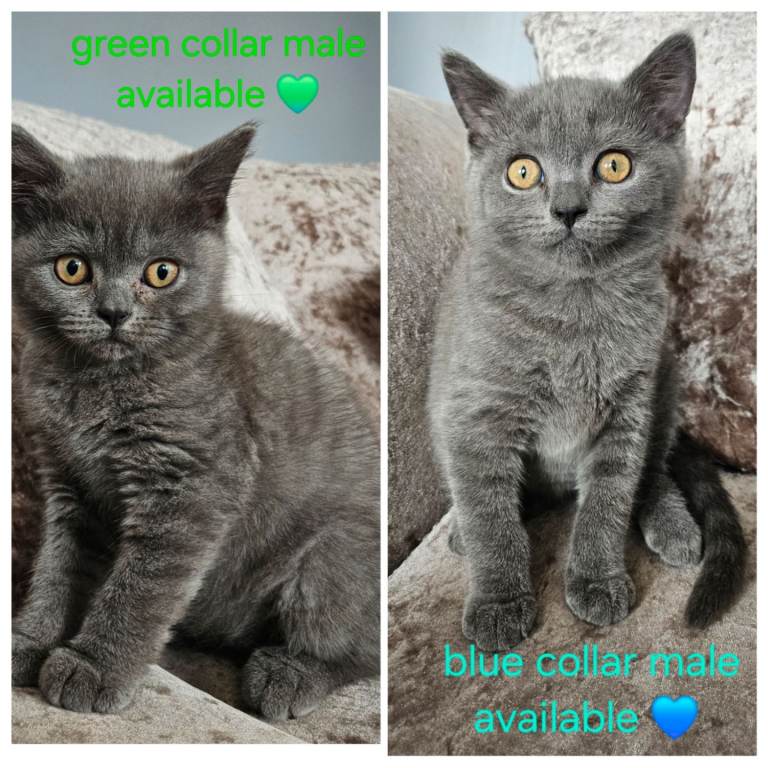 British blue shorthairs LAST 2 MALES LEFT 