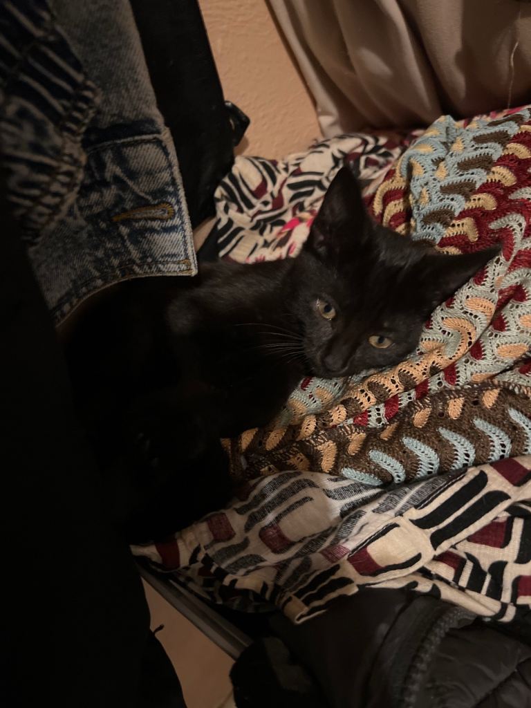 10 weeks  old female kitten 