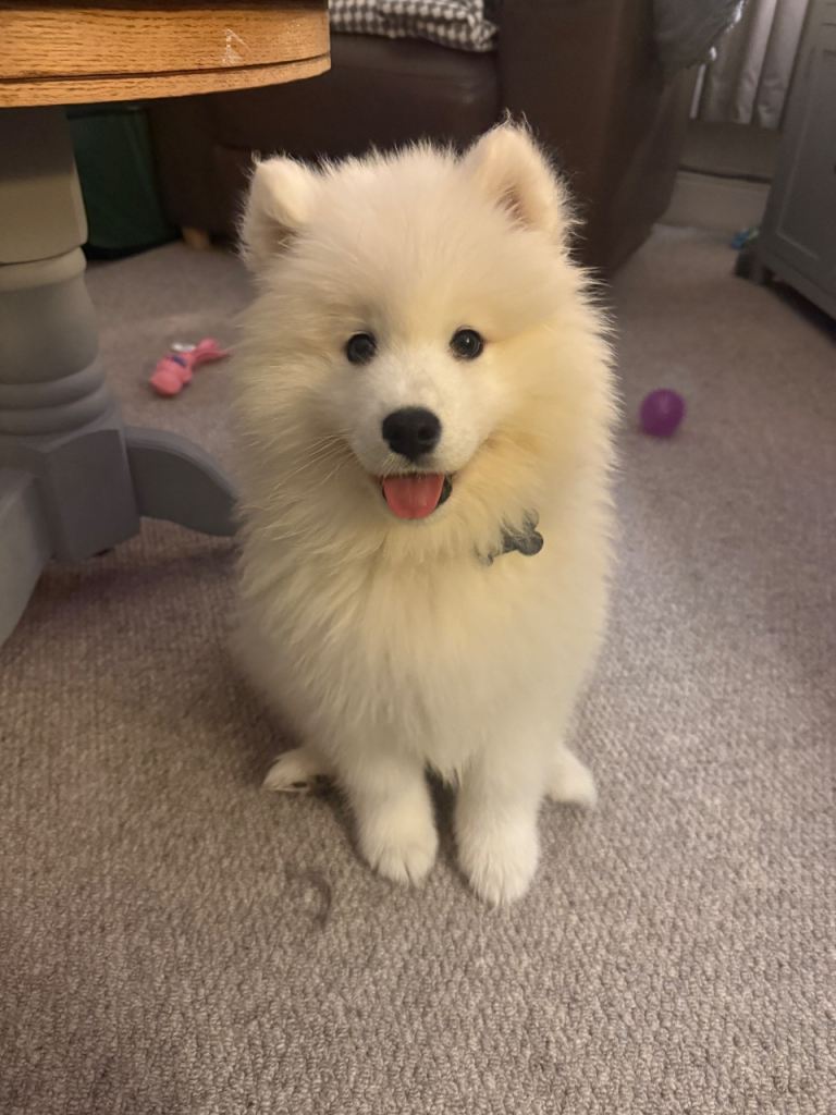 Samoyed 10 week baby girl