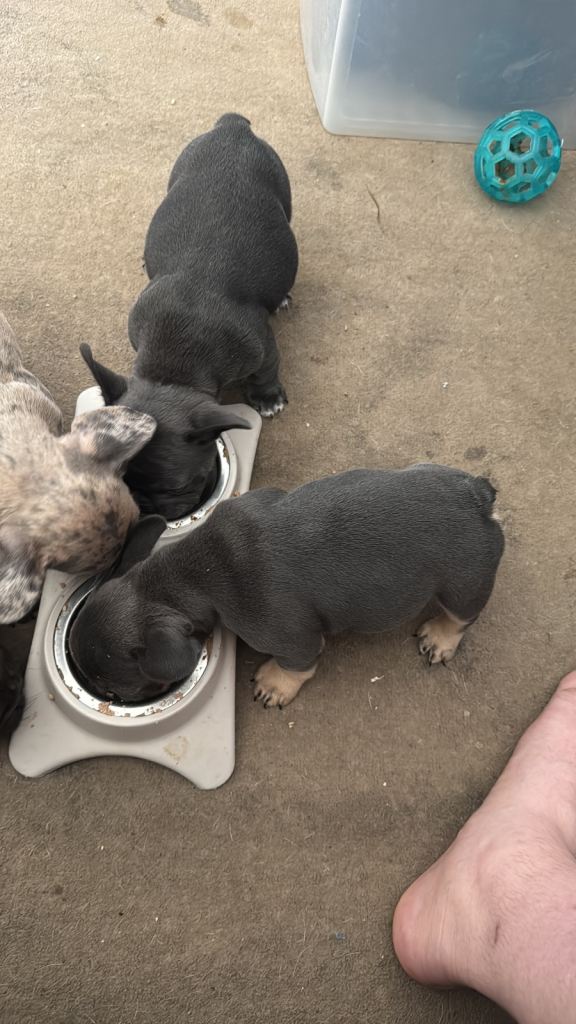 French bulldog puppies 