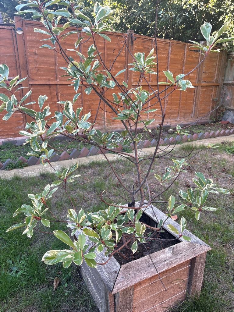 Garden plant Photinia