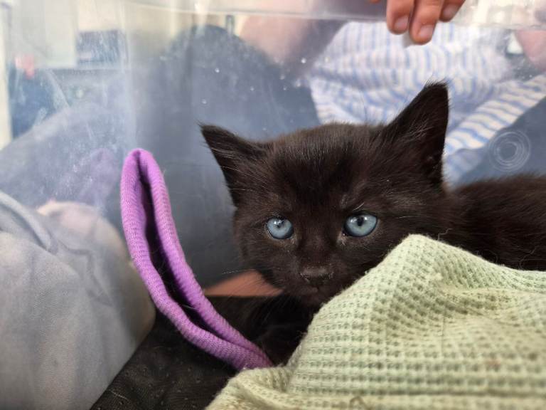 Kitten needing home