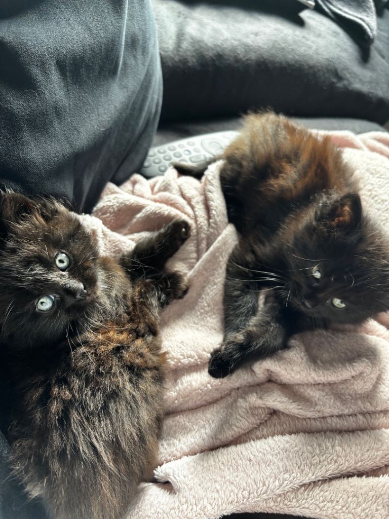 2 male kittens