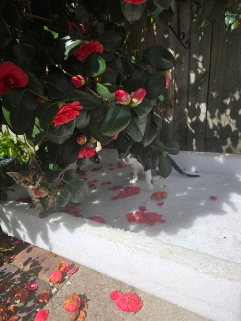  Very cute kittens😻