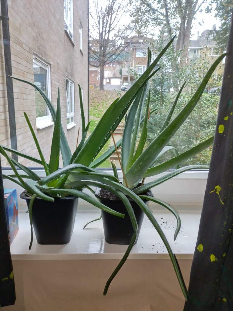 Aloe vera plants 