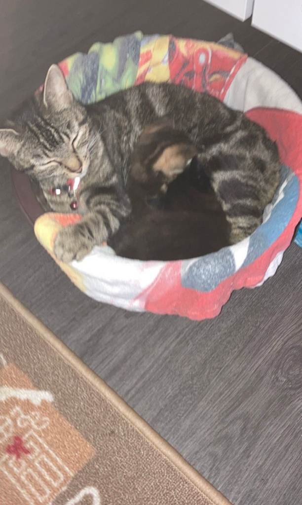lovely kitten ready to go to a new home