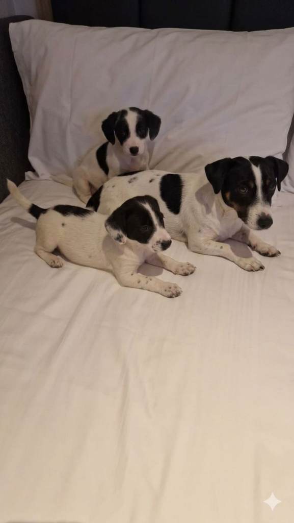 Jack Russell puppies