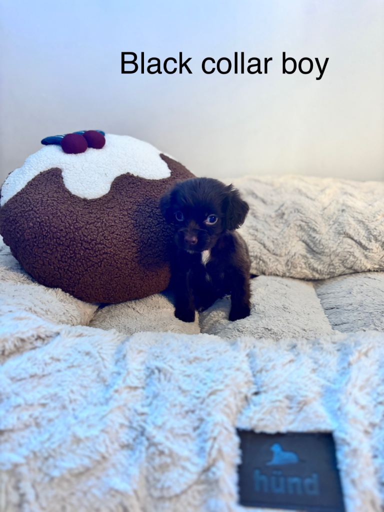 🐾 Gorgeous F1b Sprocker Spaniel Puppies – 5 Males Ready on the 18th December 🐾