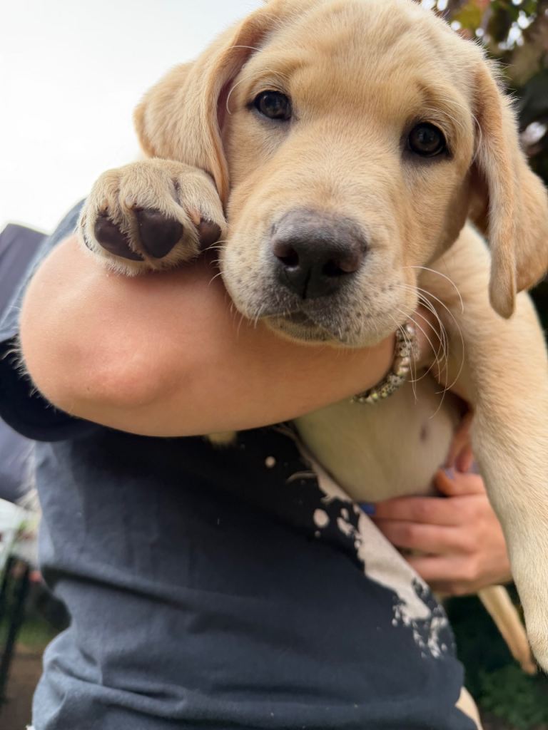 READY TO GO! Labrador KC Reg Puppies. 