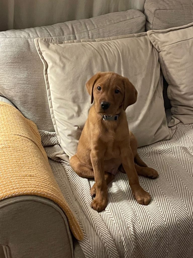 Fox red labrador KCregistered