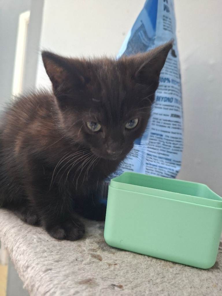Adorable fluffy Black/Brown Boy Kitten READY 14/12/25