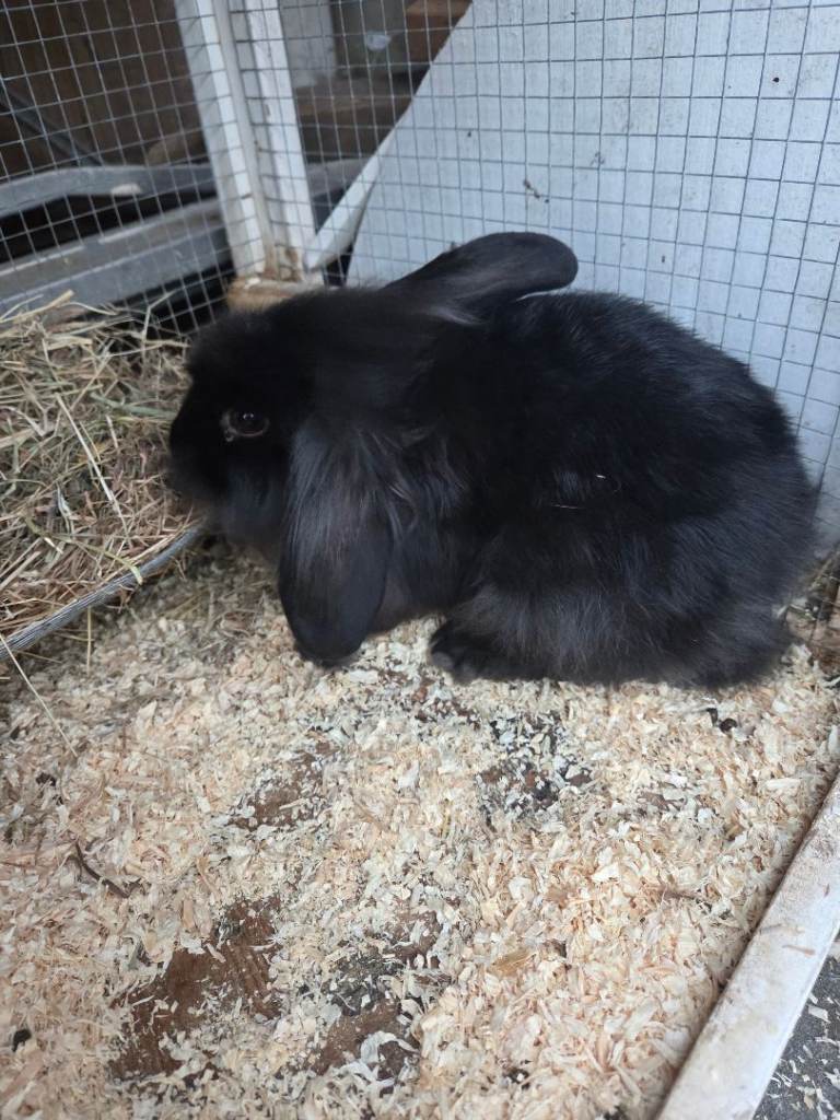 Rabbits