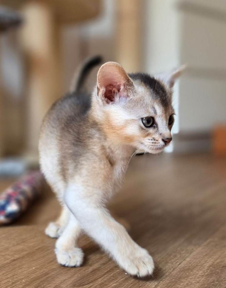 Tica Abyssinian kittens 