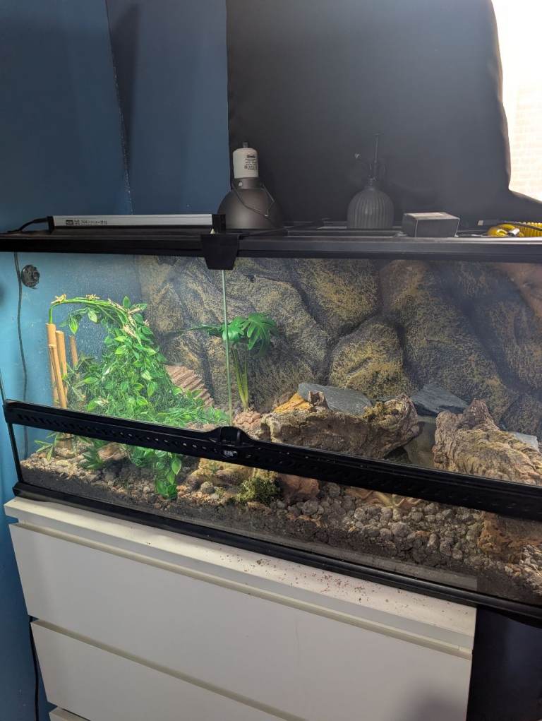 Leopard Gecko and setup for sale