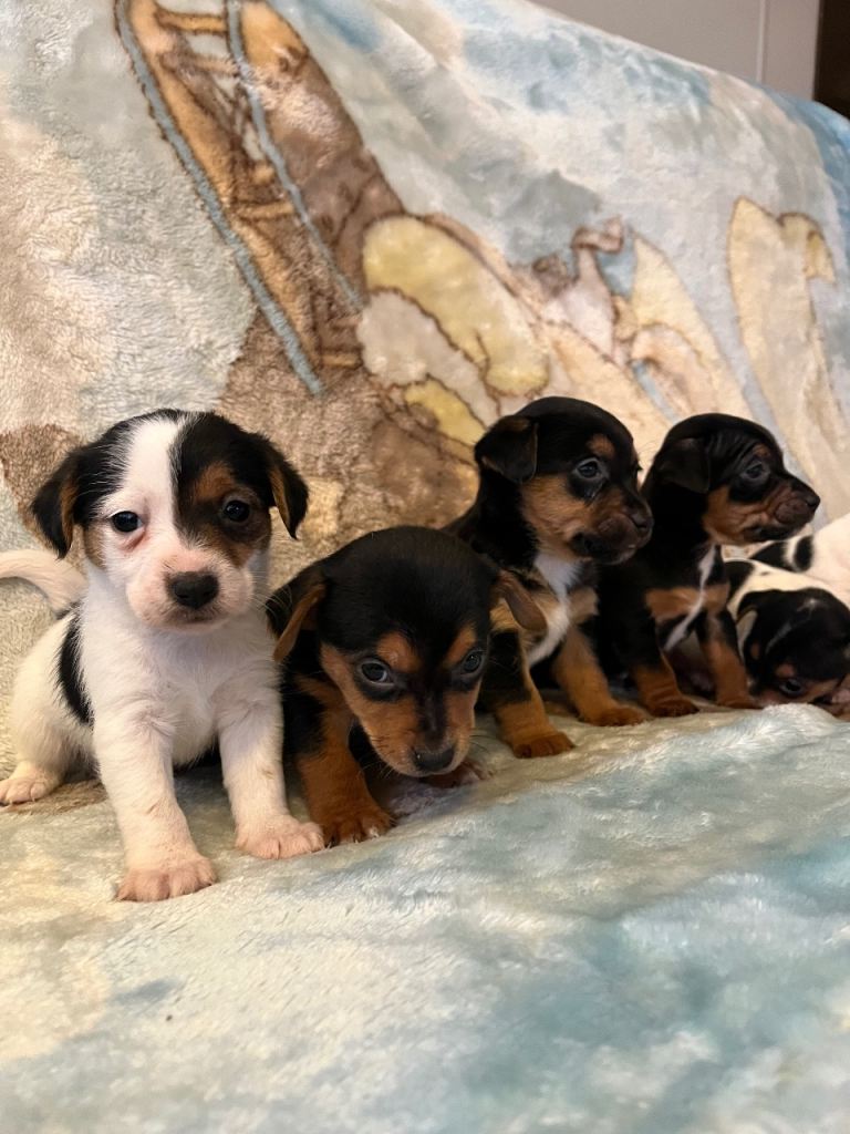 6 stunning jack Russel puppies 