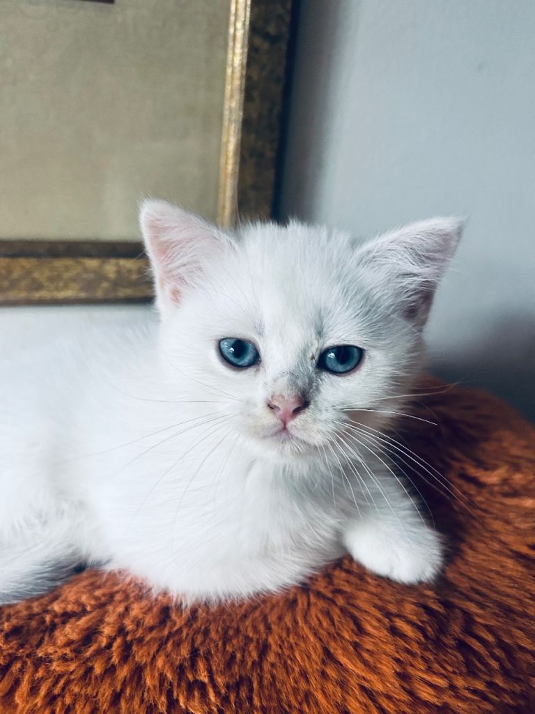 Beautiful kittens looking for Love