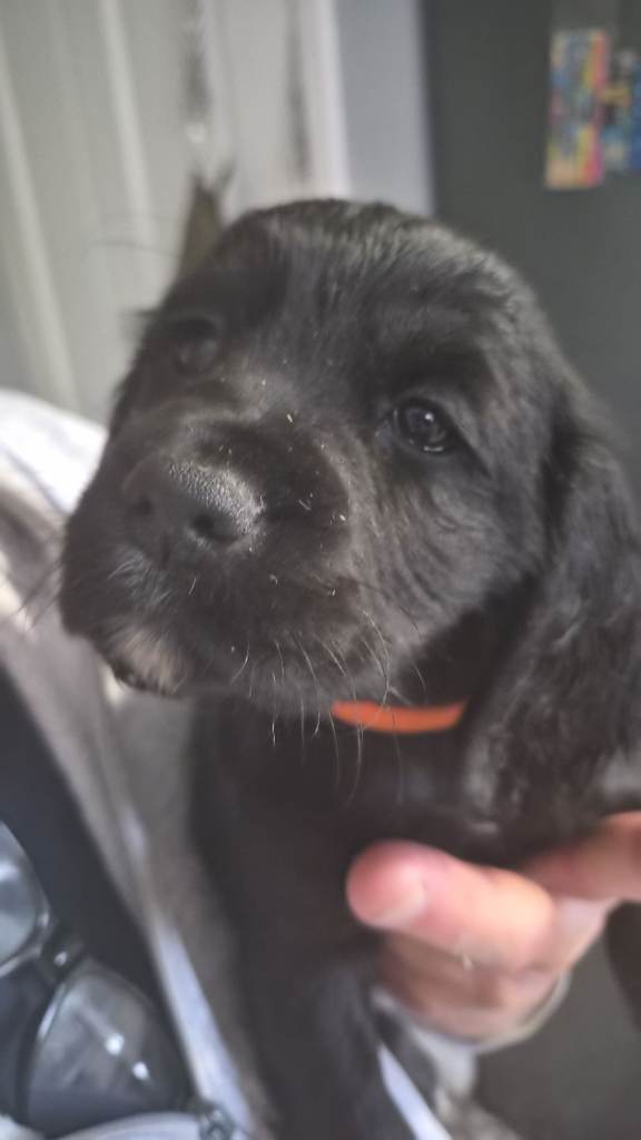 Puppies for sale