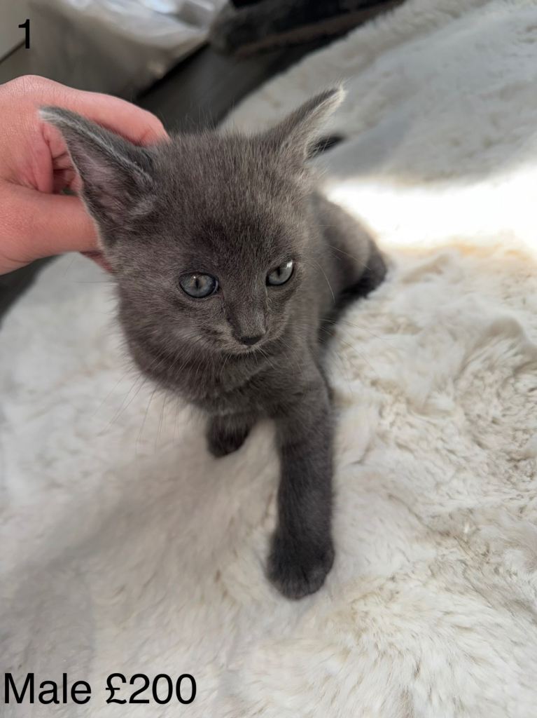 6 Gorgeous Kittens For Sale