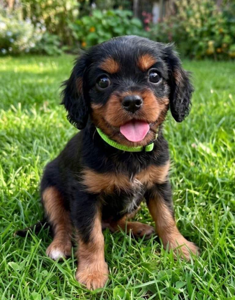 RKC Cavalier King Charles Spaniel Puppies