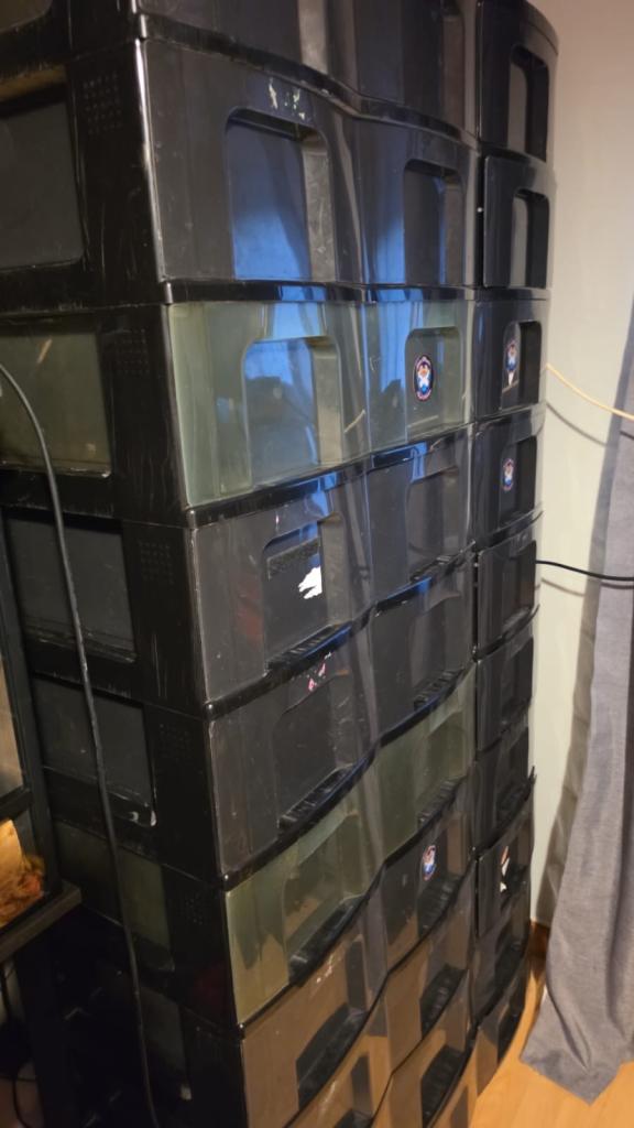 Snake rack 