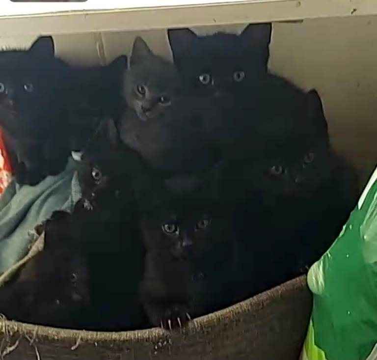 8 kittens for sale