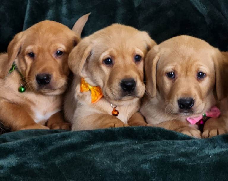 The BEST Fox Red KC Reg Puppies Around!!